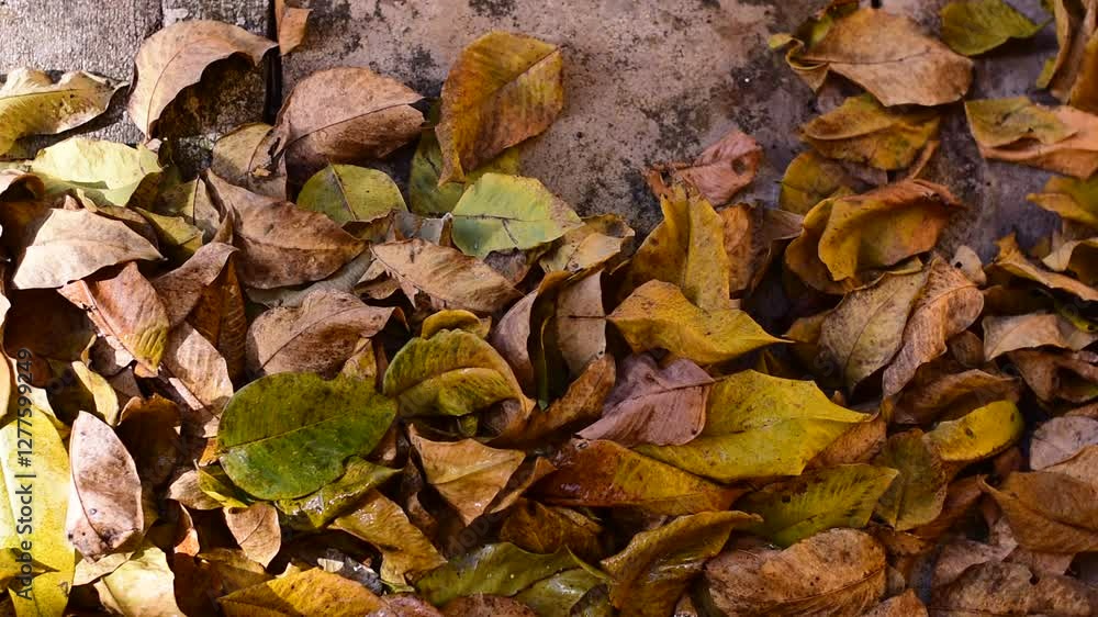 yellow leaves in the sun as a background color, Sunlit Bundle of Fallen Leaves, Orange-brown autumn leaves in sun yellow leaves in the sun as a background color, Sunlit Bundle of Fallen Leaves, Orange-brown autumn leaves in sun