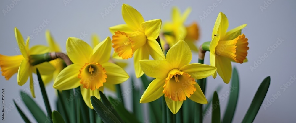 Obraz premium Close-up of Vibrant Yellow Daffodil Flowers with Green Leaves