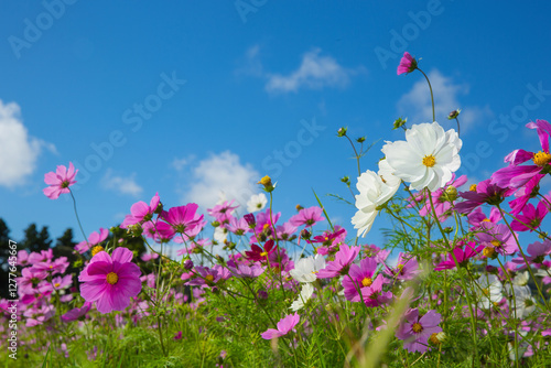 Field of cosmos flowers in Okinawa, Japan