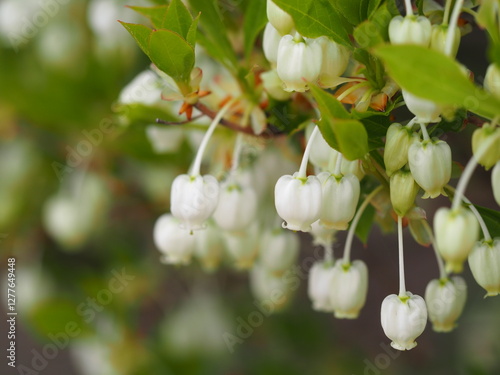 Obraz na płótnie 春の花 ドウダンツツジ w salonie