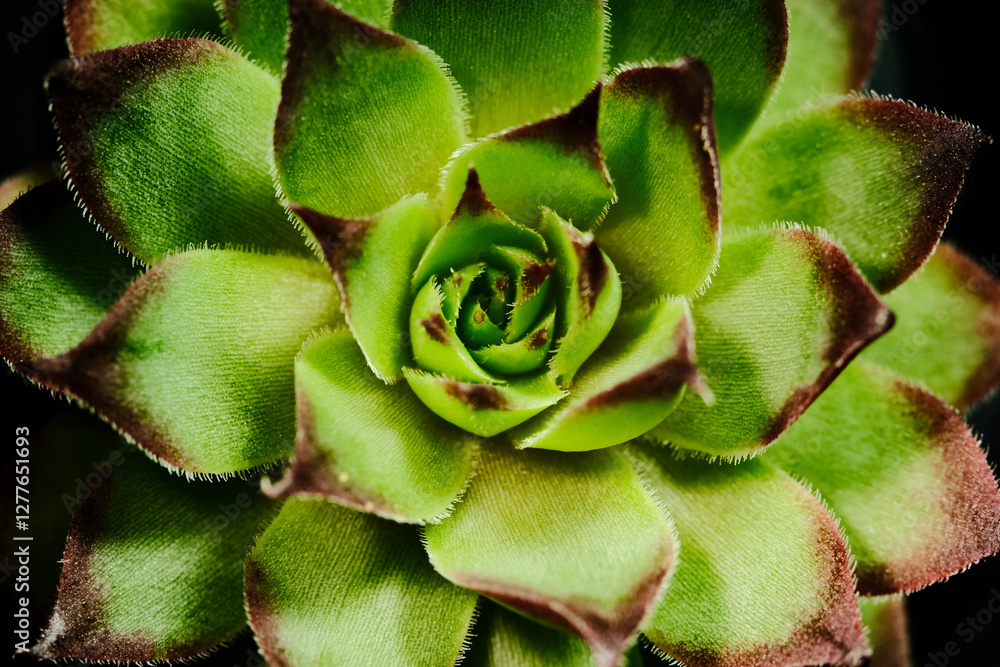 Close up top view of Sempervivum Tectorum Var Calcareum Fire Dragon beautiful flower in green and red color. Isolated in black backgrounds Close up top view of Sempervivum Tectorum Var Calcareum Fire Dragon beautiful flower in green and red color. Isolated in black backgrounds