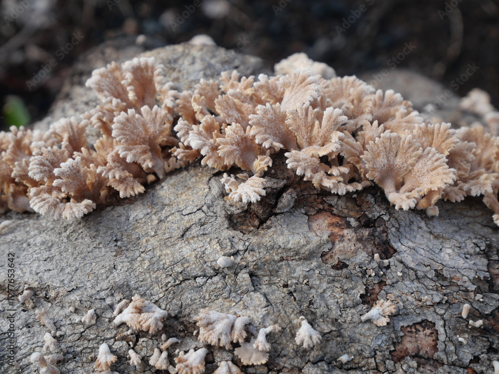 jamur grigit or Schizophyllum commune Fr. is a species of fungus in the family Schizophyllaceae, commonly known for its distinctive, fan-shaped fruiting bodies and widespread presence in tropical jamur grigit or Schizophyllum commune Fr. is a species of fungus in the family Schizophyllaceae, commonly known for its distinctive, fan-shaped fruiting bodies and widespread presence in tropical