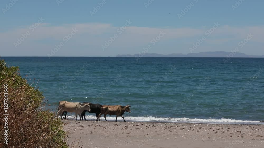 Cows in the Coastal Desert of Baja California Sur: A Unique Beachside Encounter Cows in the Coastal Desert of Baja California Sur: A Unique Beachside Encounter
