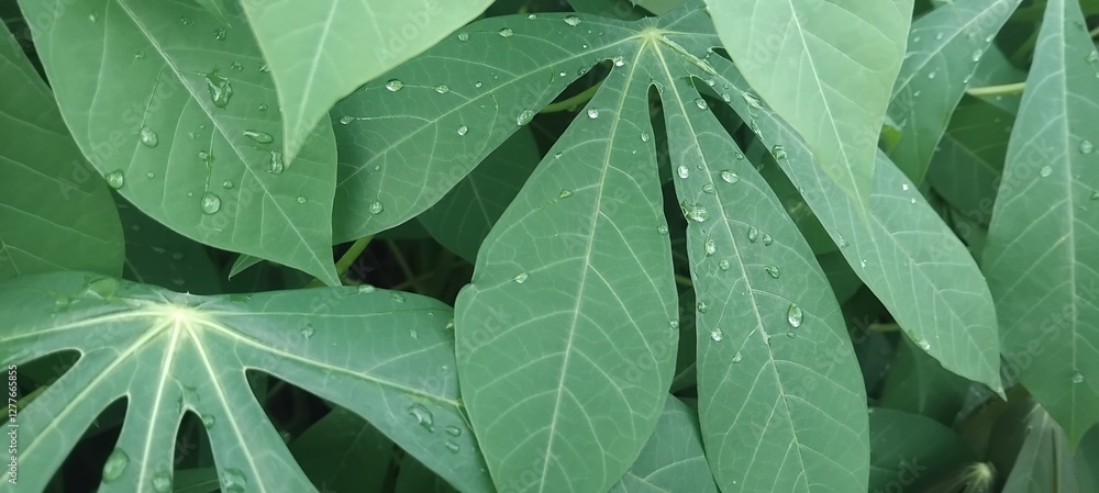 Fototapeta premium Green cassava leaf surface background and raindrops