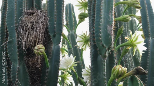Cactus plant with sharp spines thorns and beautiful white cactus flowers and nature bird's nest.