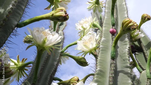 Beautiful white cactus flowers on cactus plant with sharp spines thorns with blue sky background.