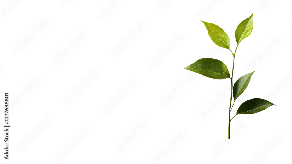 Obraz premium A Serene Branch of Green Leaves: Delicate leaves on a slender branch, representing freshness and vitality. This minimalist image offers a clean and natural aesthetic.