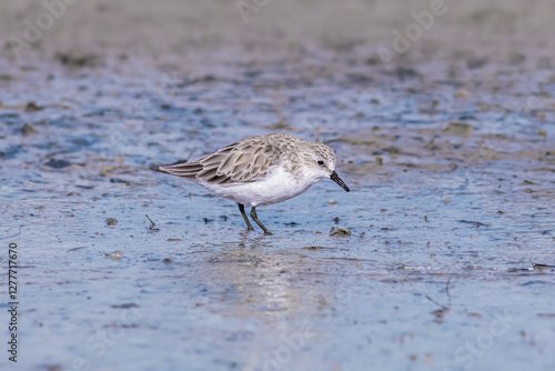 Photography Red-necked Stint Foraging on Wet Mudflats
