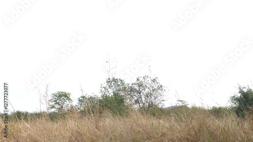 Asian child boy play wooden catapult with fun outdoor in rural grass field in nature background with sky and tree. Concept of freedom vintage and rural play lifestyle.