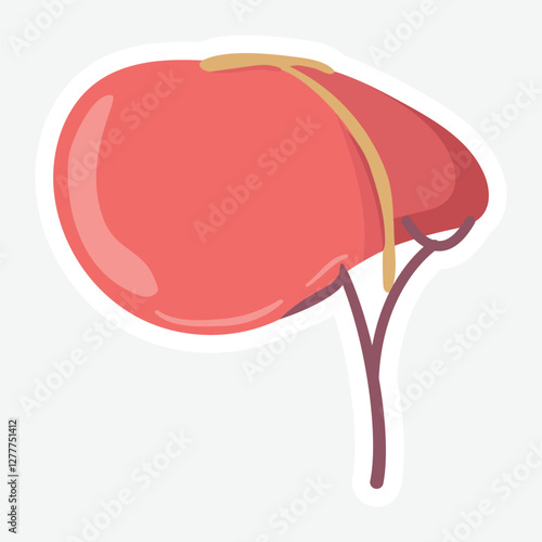 Liver Vector Sticker - Anatomical Illustration. Detailed vector illustration of the liver. Perfect for medical, health, and educational materials