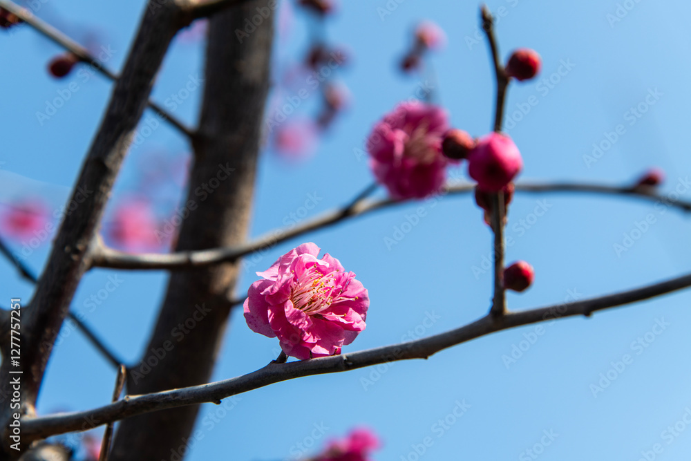 close-up of the red plum flowers close-up of the red plum flowers