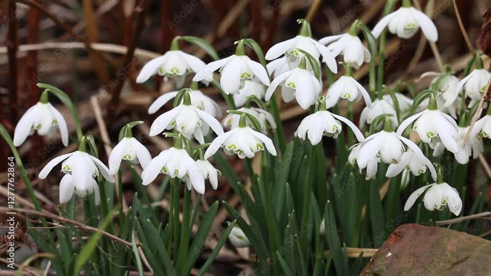 Snowdrops, Galanthus, in flower in mid February. Winter. UK.