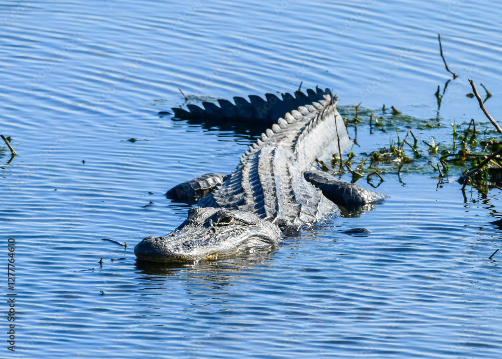 Alligator at Anahuac National Wildlife Refuge, Texas