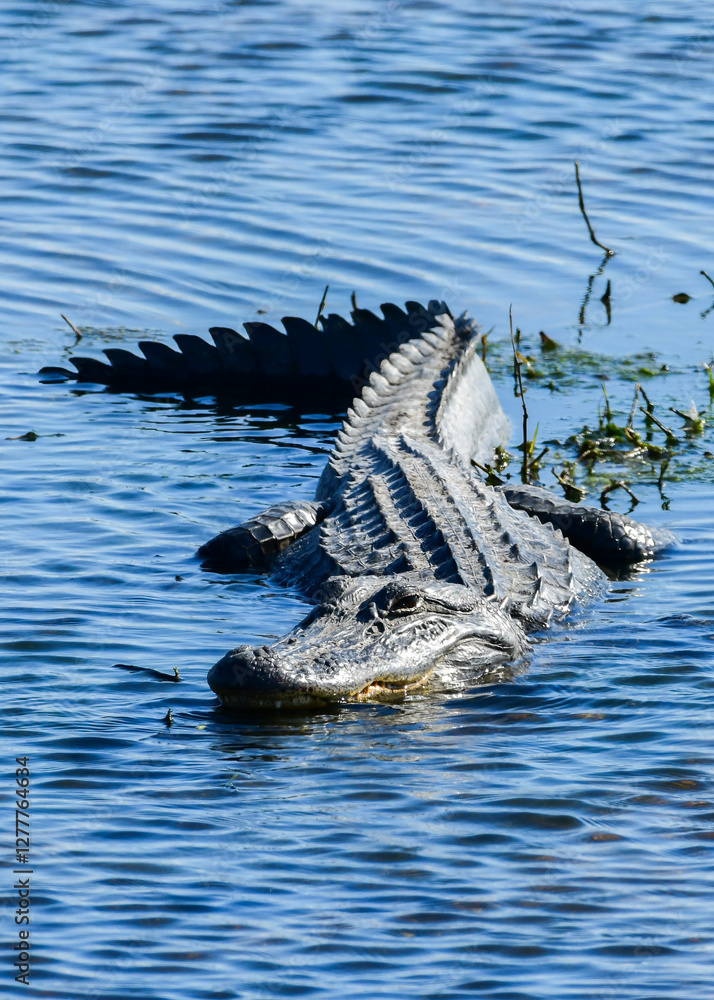 An Alligator at Anahuac National Wildlife Refuge, Texas
