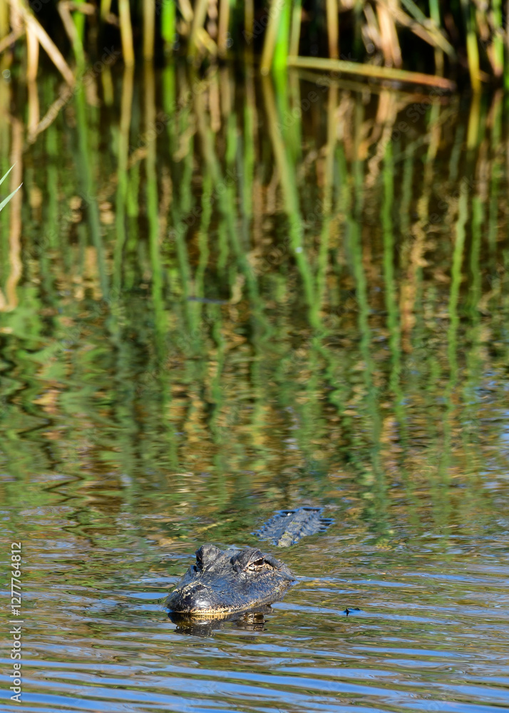 An Alligator at Anahuac National Wildlife Refuge, Texas