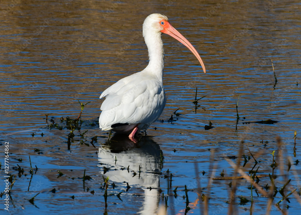 American white Ibis at Anahuac National Wildlife Refuge, Texas