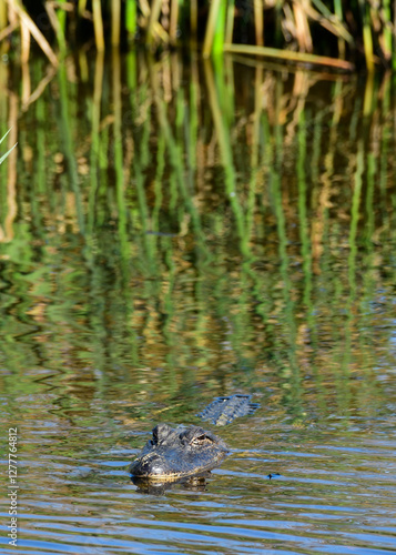 Obraz na płótnie An Alligator at Anahuac National Wildlife Refuge, Texas w salonie