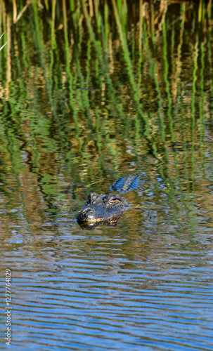 Obraz na płótnie Alligator at Anahuac National Wildlife Refuge, Texas w salonie