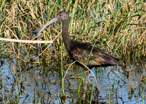 Obraz na płótnie Juvenile American White Ibis w salonie