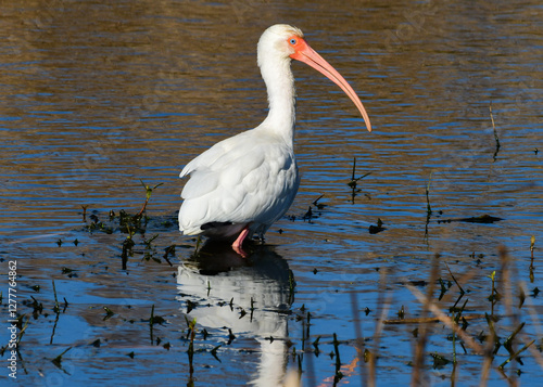 Obraz na płótnie American white Ibis at Anahuac National Wildlife Refuge, Texas w salonie