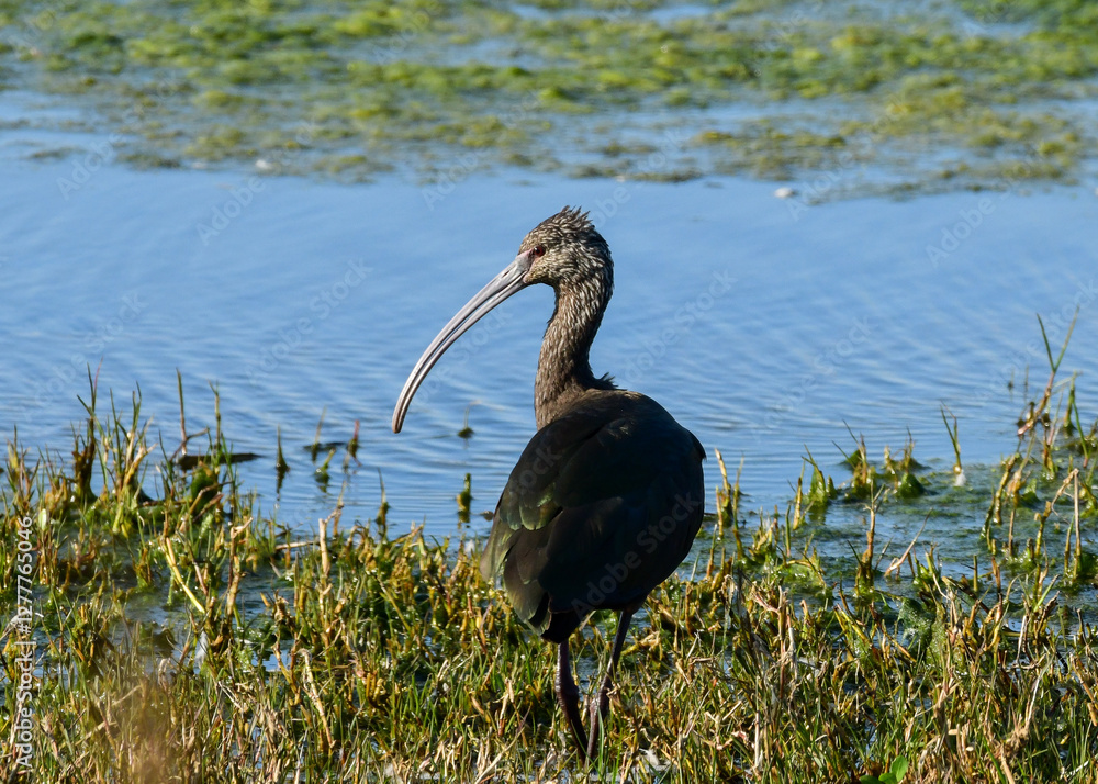 Juvenile American White Ibis