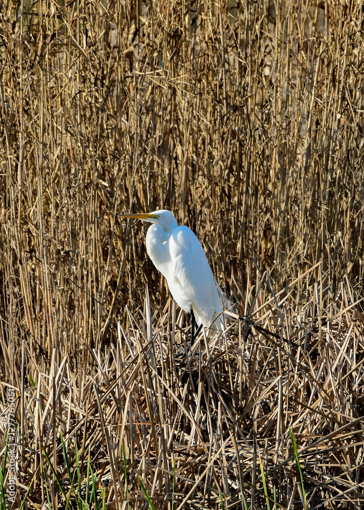 A great Egret perched on a bush