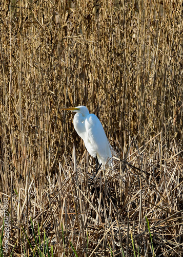 Obraz na płótnie A great Egret perched on a bush w salonie