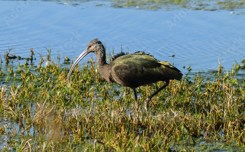 Obraz na płótnie Juvenile American White Ibis w salonie