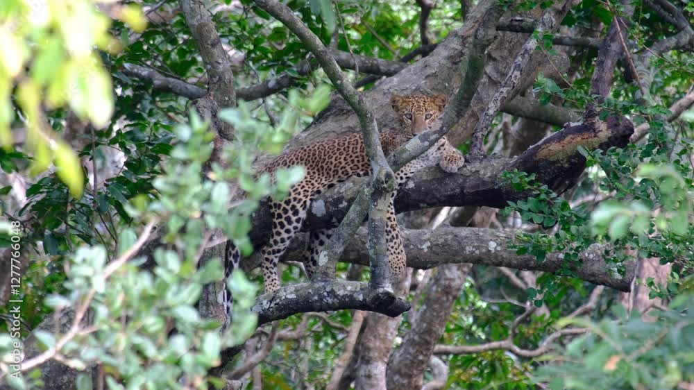 Wild leopard on high alert staring directly at camera whilst laying on tree branch in Wilpattu National Park of Sri Lanka Wild leopard on high alert staring directly at camera whilst laying on tree branch in Wilpattu National Park of Sri Lanka