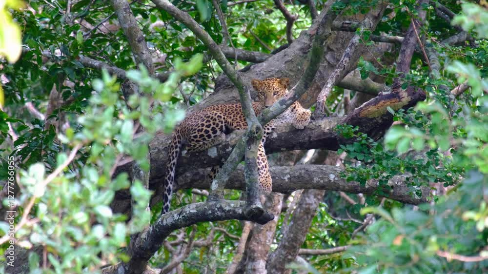 Wild Sri Lankan leopard on alert laying on branch of tree during wildlife safari within Wilpattu National Park in Sri Lanka Wild Sri Lankan leopard on alert laying on branch of tree during wildlife safari within Wilpattu National Park in Sri Lanka