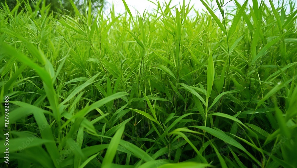 Dense green reeds sway gently in field, landscape background, nature stock Dense green reeds sway gently in field, landscape background, nature stock