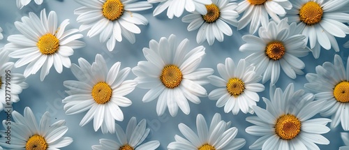 Elegant white daisy flowers in full bloom: detailed close-up of pristine petals and lush green foliage in a sunlit garden setting