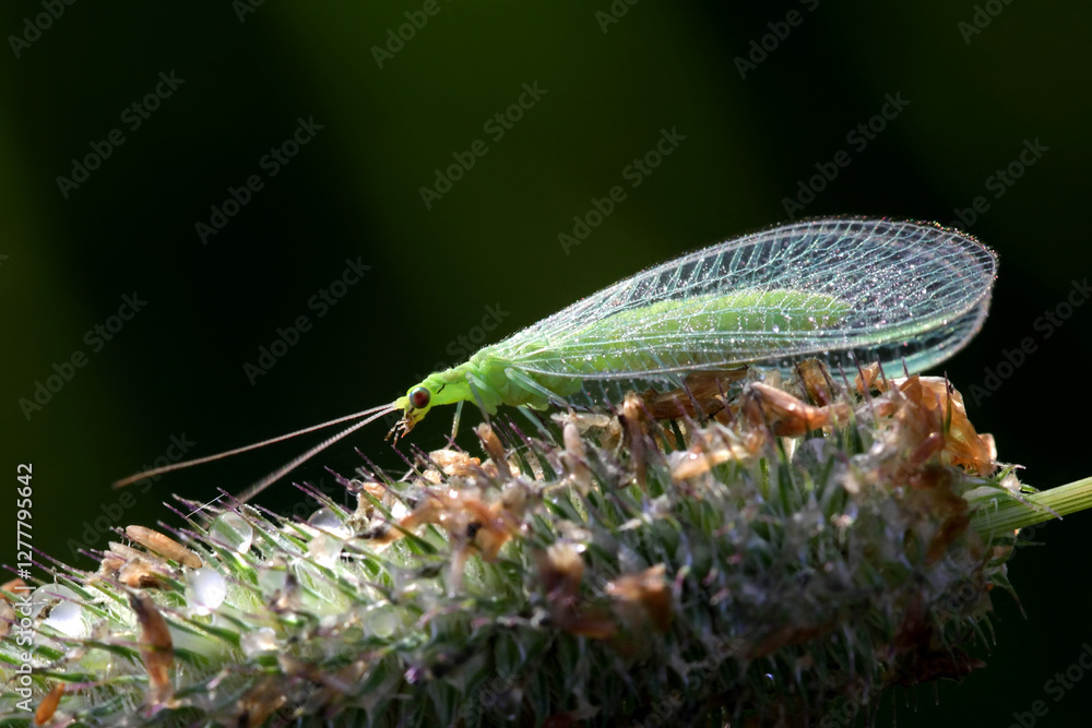 Common green lacewing, Chrysoperla carnea, beneficial predator of aphids Common green lacewing, Chrysoperla carnea, beneficial predator of aphids
