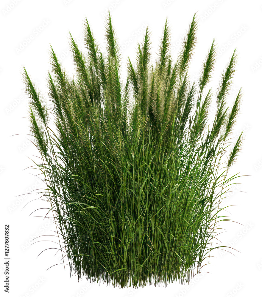 Fototapeta premium PNG Grass bushes plant tall vegetation.