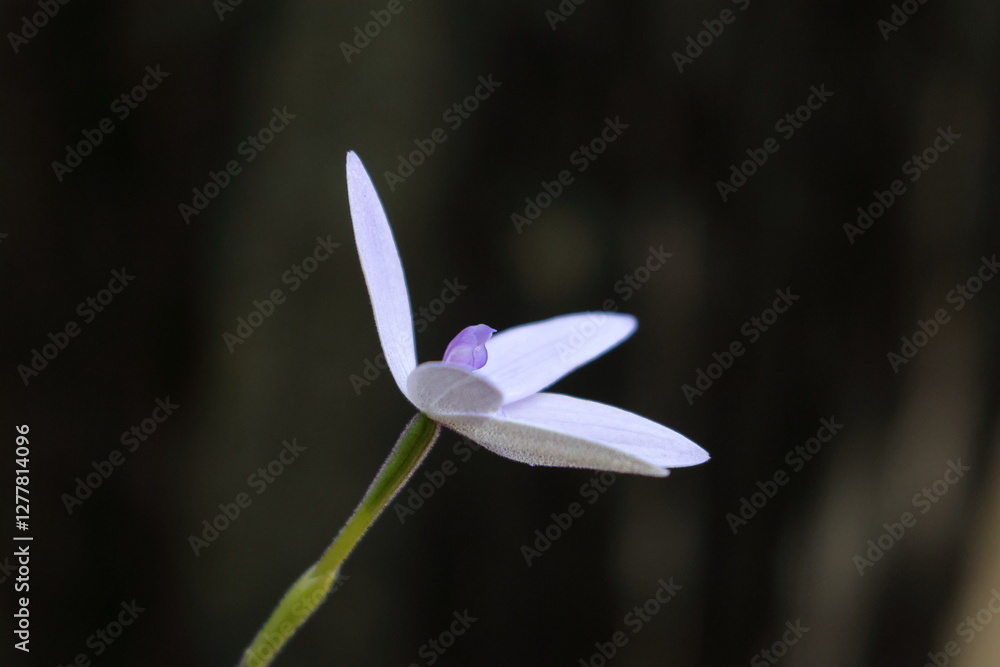 Fototapeta premium orchid