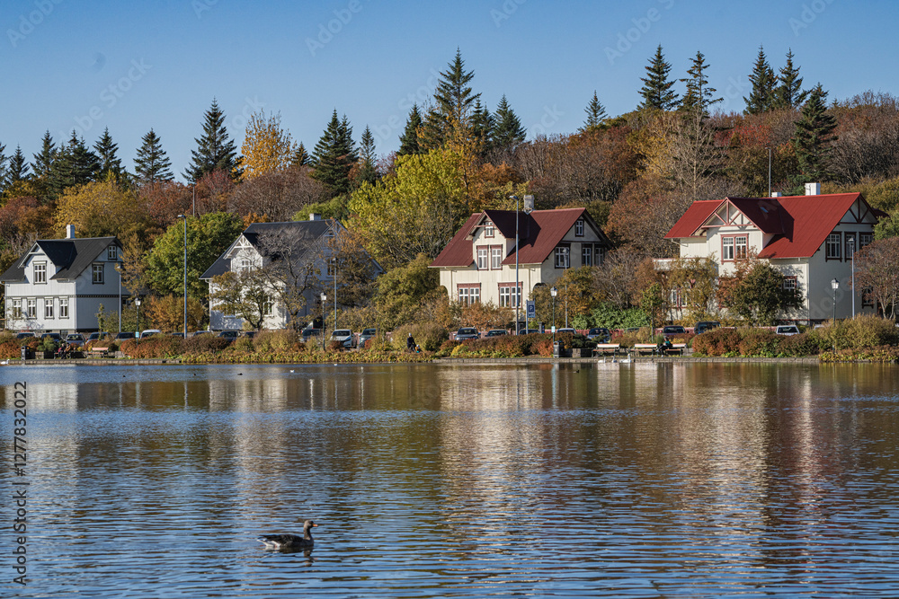 The swans at tjornin lake, the center of Reykjavik, Iceland. The swans at tjornin lake, the center of Reykjavik, Iceland.