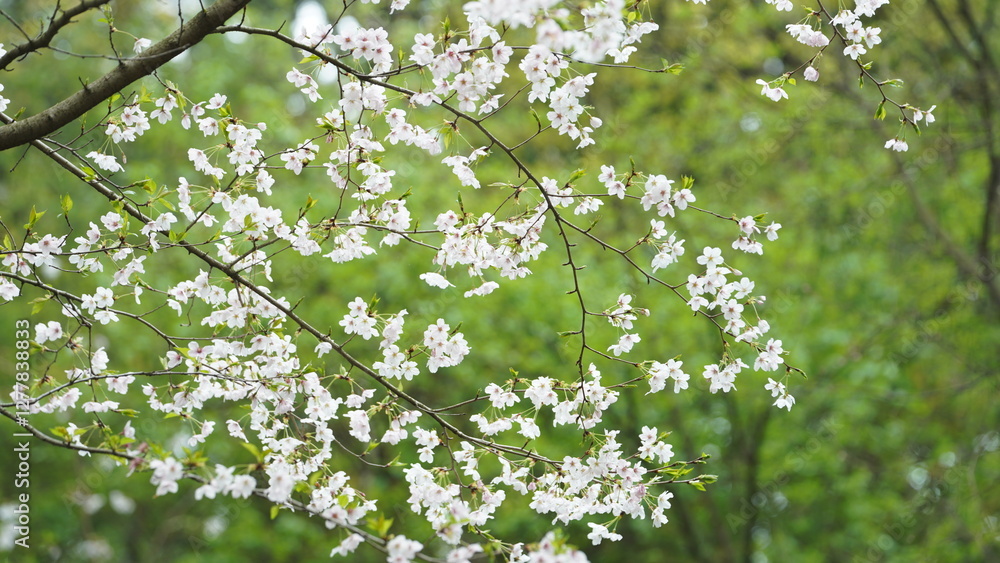 The beautiful flowers blooming in the garden in spring The beautiful flowers blooming in the garden in spring