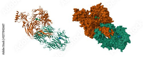 Fotografie Structure of human complement C3