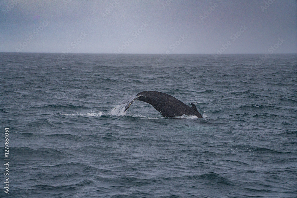 Fototapeta premium A humpback whale at Husavik bay, Iceland, winter time.
