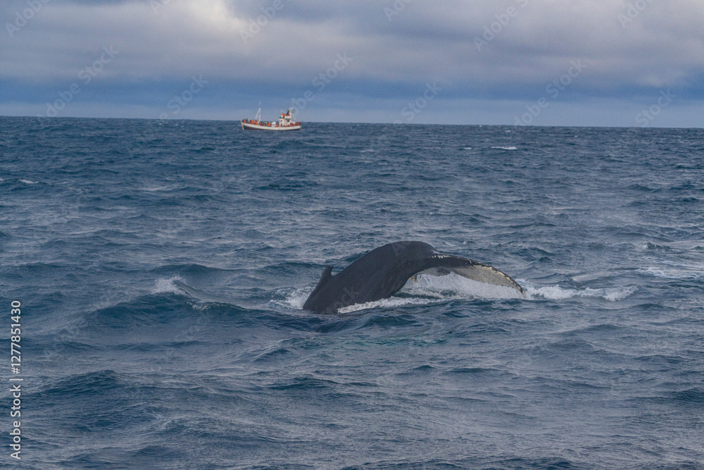 Fototapeta premium A humpback whale at Husavik bay, Iceland, winter time.