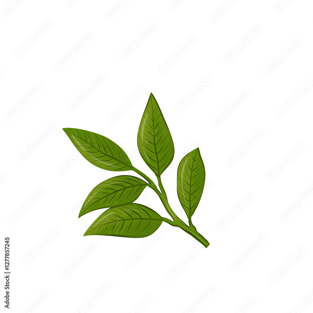 Leafs Leafs