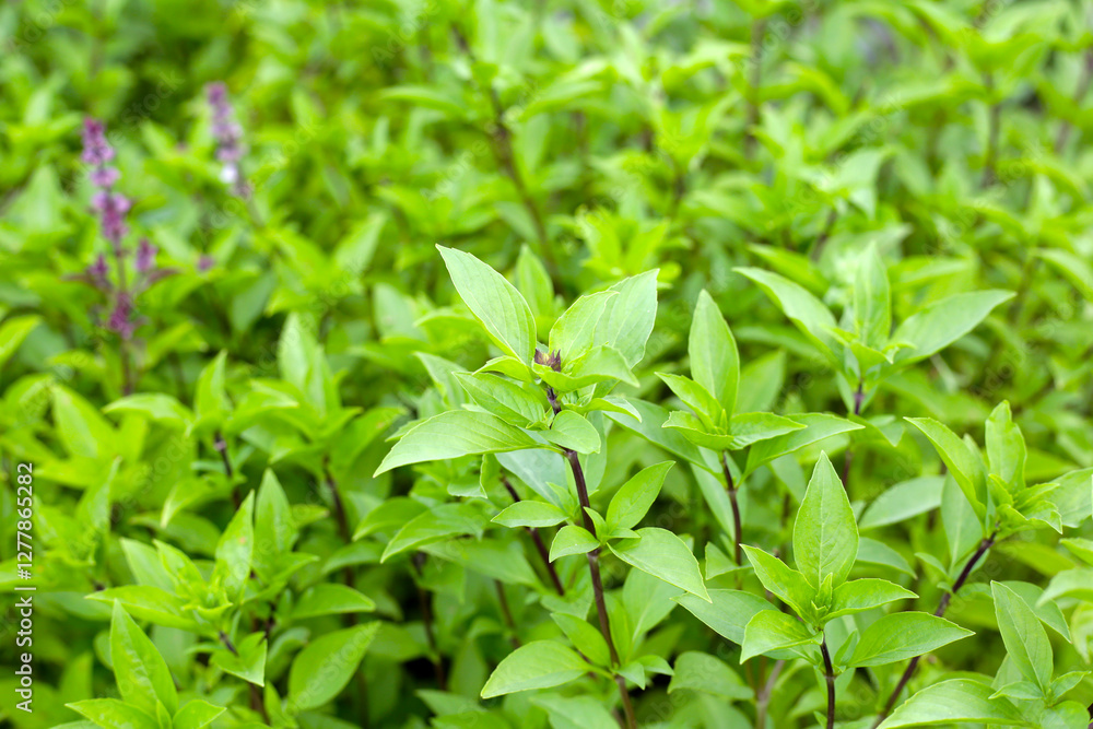 Thai sweet basil herb plant Thai sweet basil herb plant