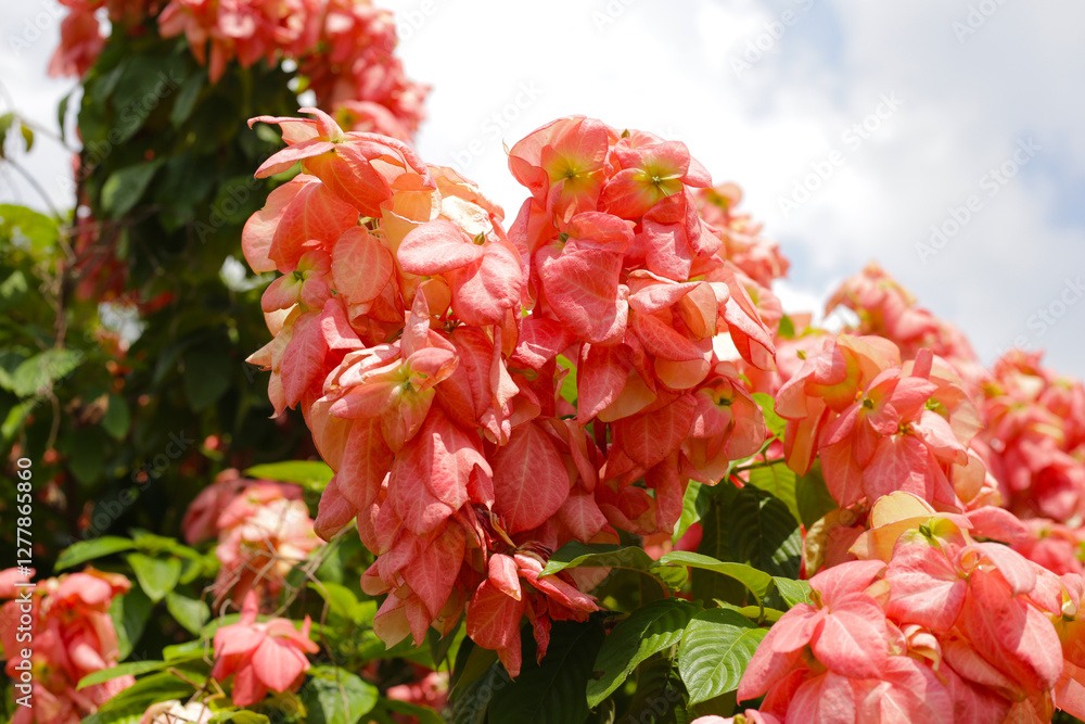 Pink donya flower on tree in the park, heart shape