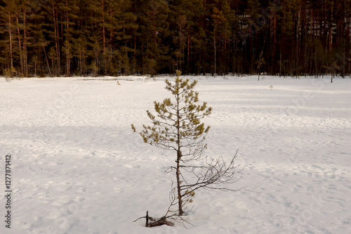 Fototapeta kuchenna Winter