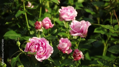 Wallpaper Mural Many pink romatic roses in the garden. Zoom out bokeh background.  Torontodigital.ca