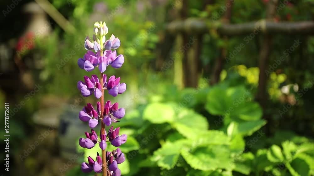 Single violet pink purple lupine in the garden. Right side. Bokeh background and copy space. Single violet pink purple lupine in the garden. Right side. Bokeh background and copy space.