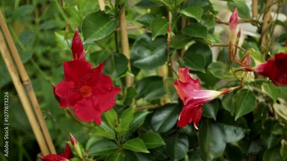 Red mandevilla splendens in the garden with green background. Pan right. Red mandevilla splendens in the garden with green background. Pan right.