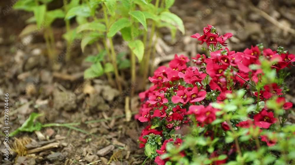 Little red flowers on the ground in the garden Little red flowers on the ground in the garden