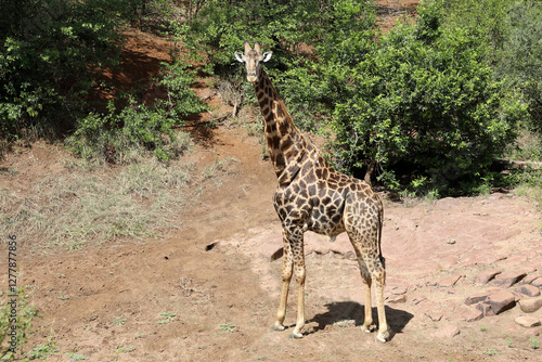 Photography Giraffe / Giraffe / Giraffa camelopardalis