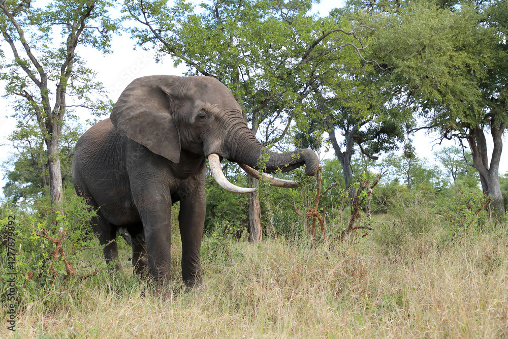 Fototapeta premium Afrikanischer Elefant / African elephant / Loxodonta africana